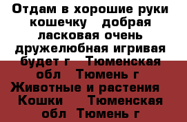 Отдам в хорошие руки кошечку , добрая ласковая,очень дружелюбная,игривая,будет г - Тюменская обл., Тюмень г. Животные и растения » Кошки   . Тюменская обл.,Тюмень г.